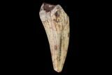 Fossil Phytosaur Tooth - New Mexico #133335-1